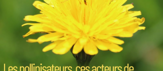 Concours photo polinisateurs 2026 - Segré - FMA - 49