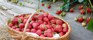 producteur-fraise-la-cueillette-de-la-mansardière-botz-en-mauges-MSL-anjou-maine-et-loire