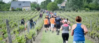 trail-fours-à-chaux-montjean-sur-loire-vignes-anjou