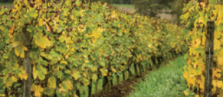vignoble à l'aube