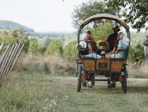 Le vignoble en calèche de la Maison Langlois