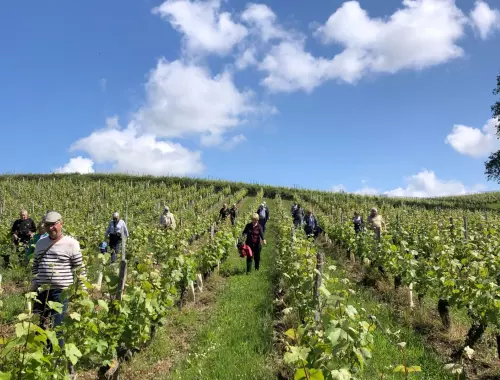 Visite et dégustation