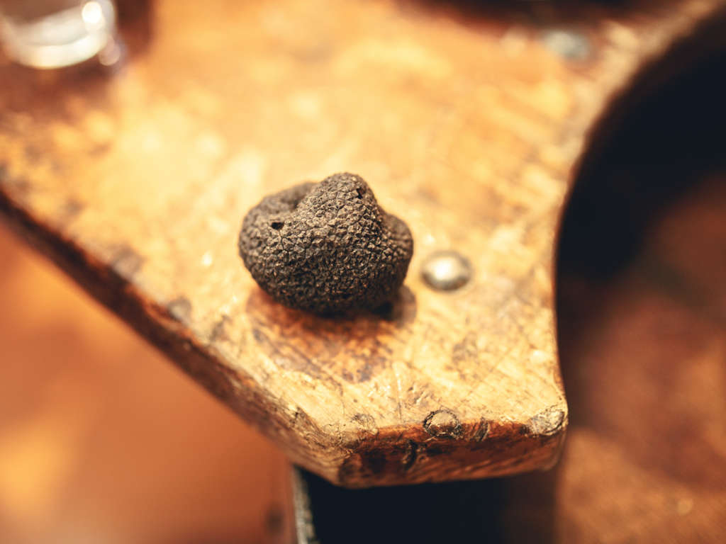 2019-01-truffe-cr-vincent-photographie-adt-aude