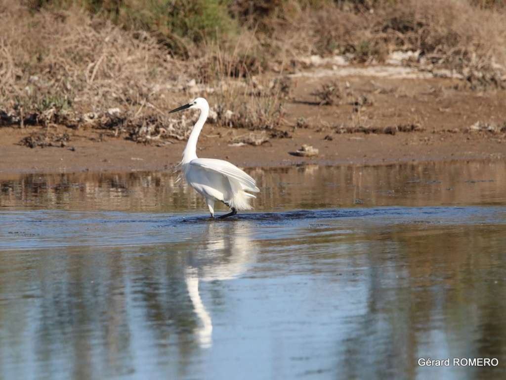 AIGRETTE GARZETTE LA PALME