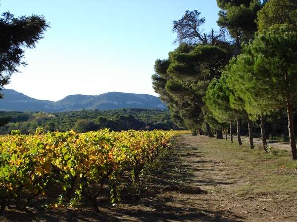 CHATEAU AIGUILLOUX