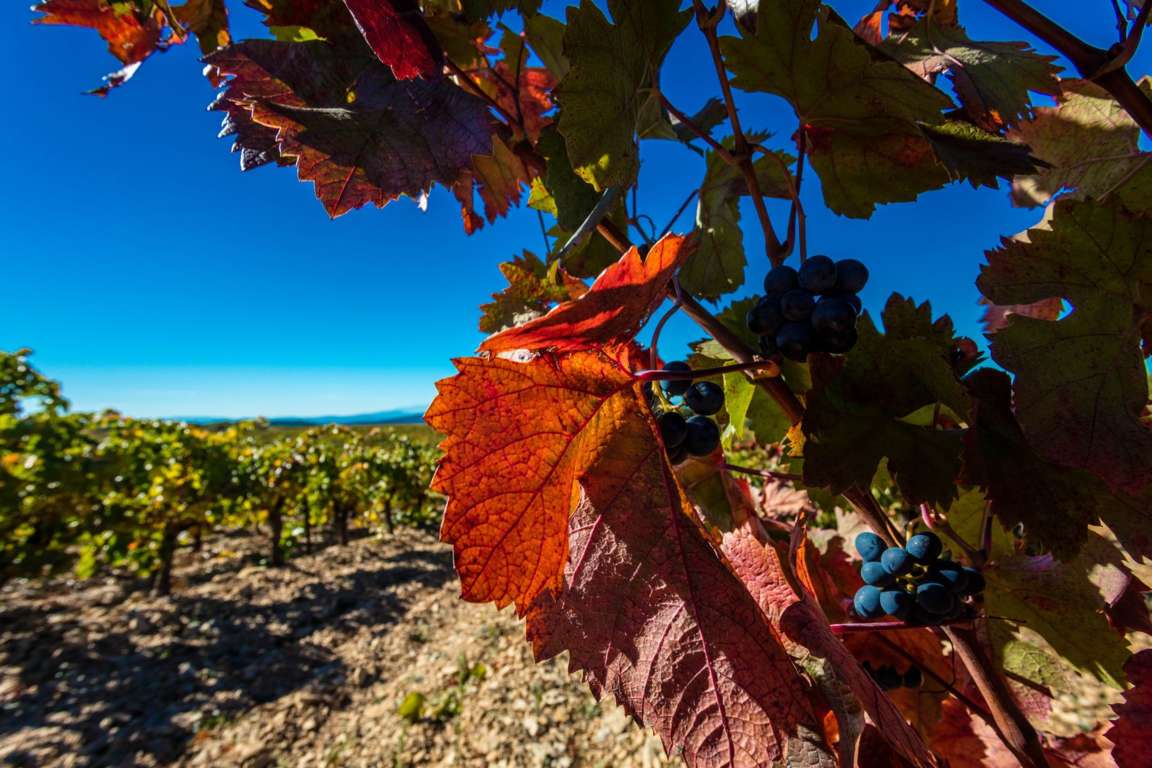 Chateau Cabezac-Bize Minervois