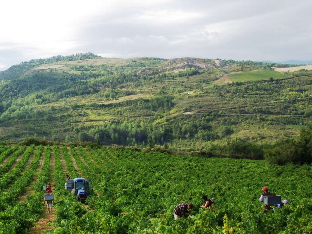 Domaine-Delmas-Vignes