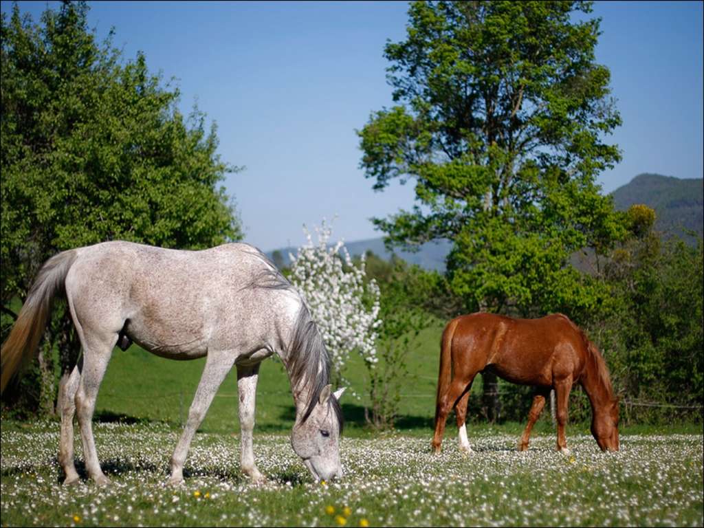 LAVALDIEUR Chevaux pre