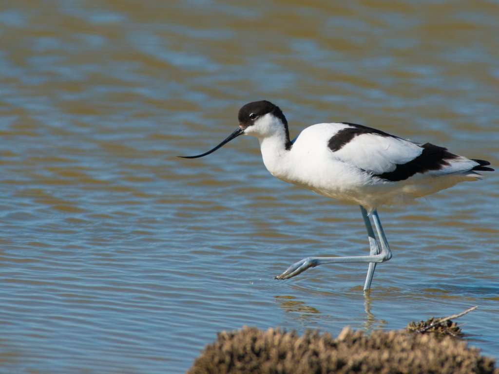 Avocette élégante