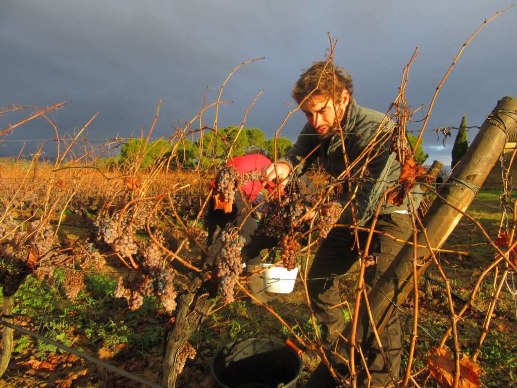 MASSIAC VENDANGES