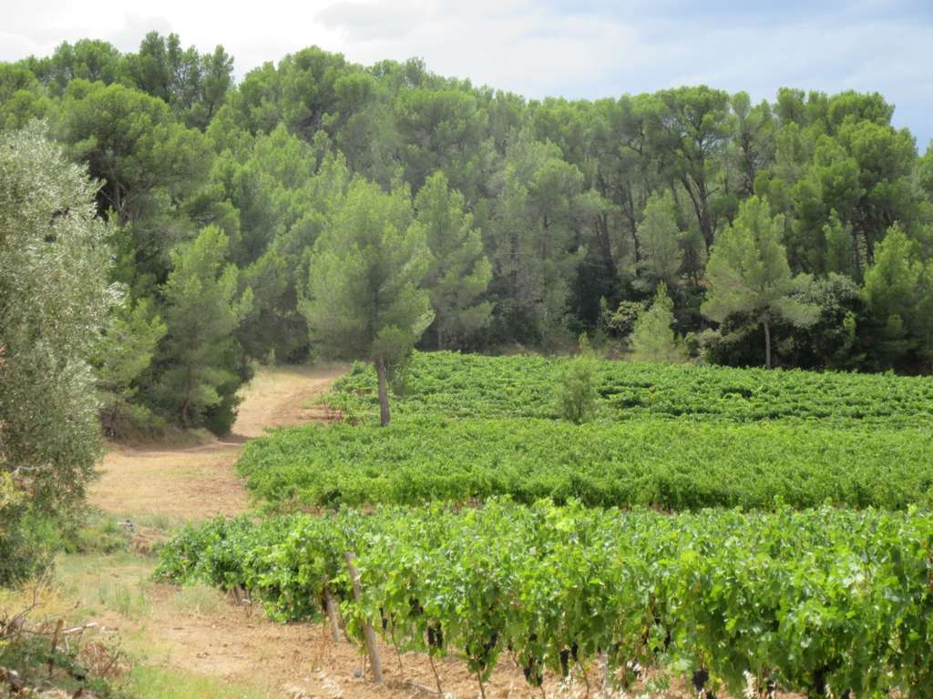 MASSIAC VIGNES