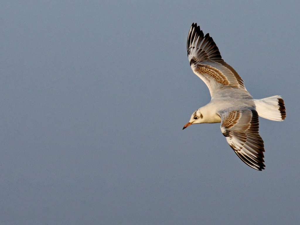 Mouette rieuse