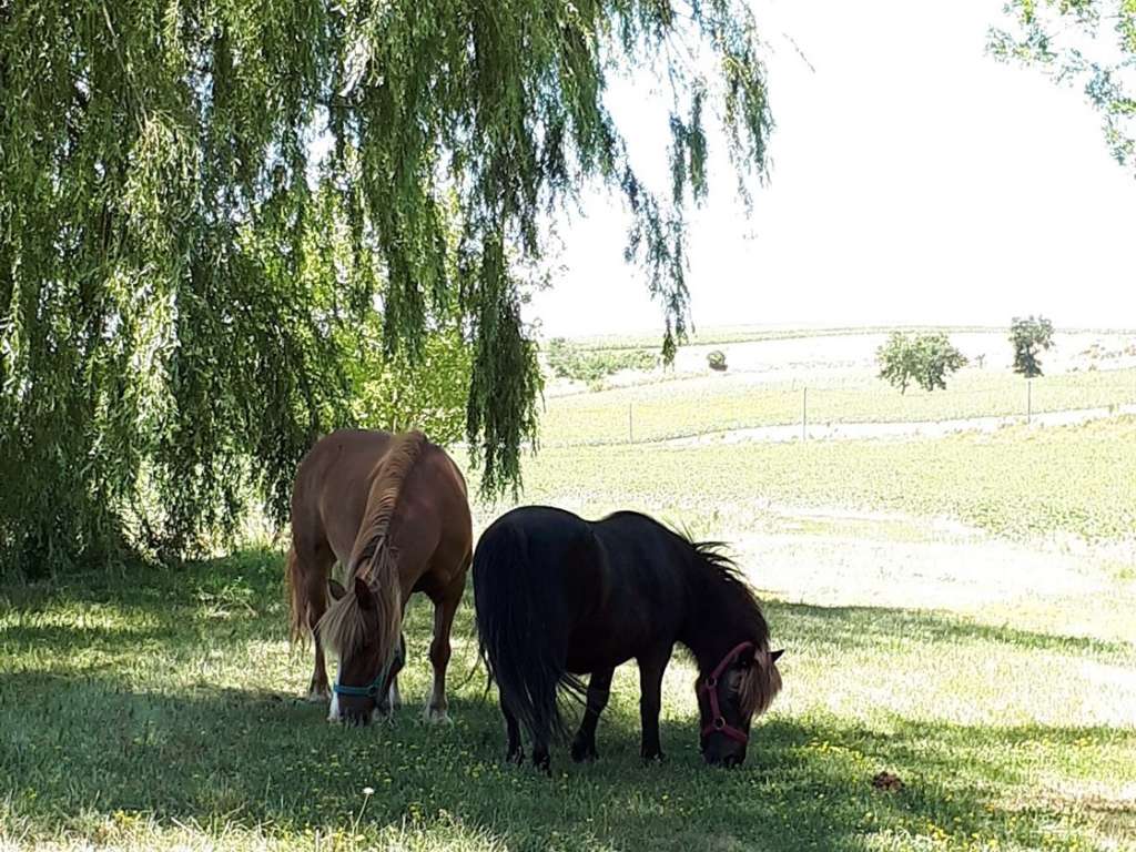 CHEVAUX AU VENT