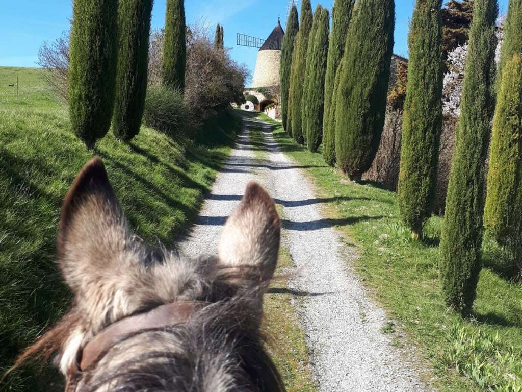 CHEVAUX AU VENT