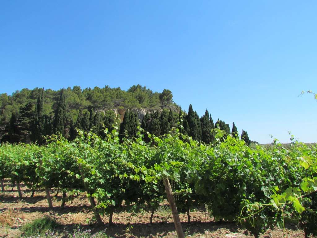 BALADES VIGNERONNES - CHATEAU ROUQUETTE