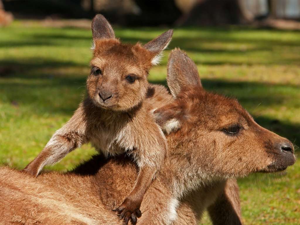 kangourou gris 2 leger