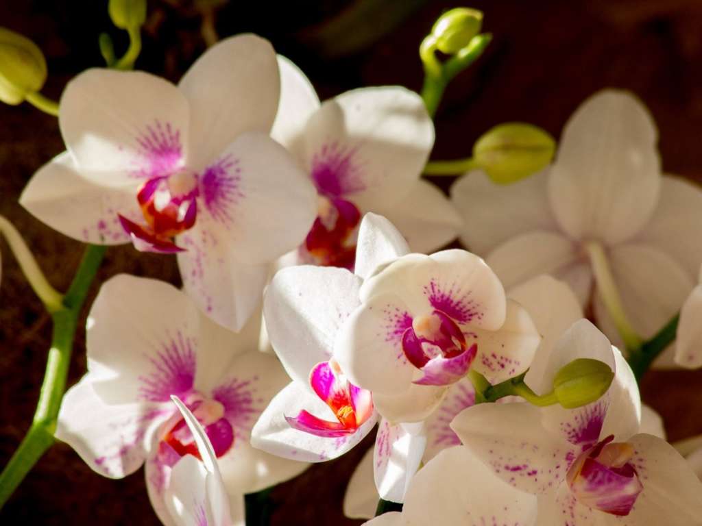 ORCHIDEES A FONTFROIDE