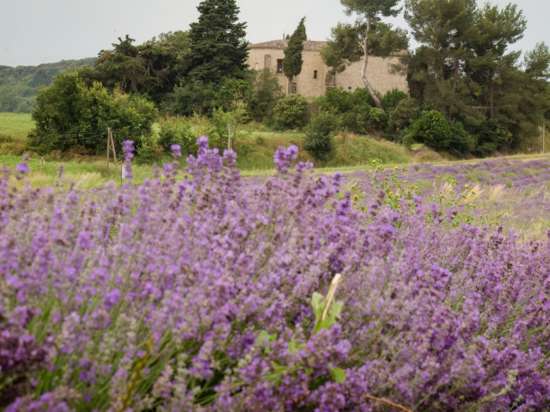 LES COLLINES DE BESPLAS