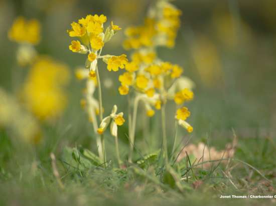 Macro fleur sentier nature