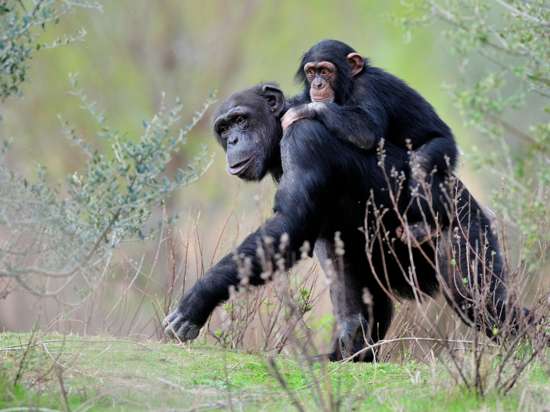 Chimpanze-2