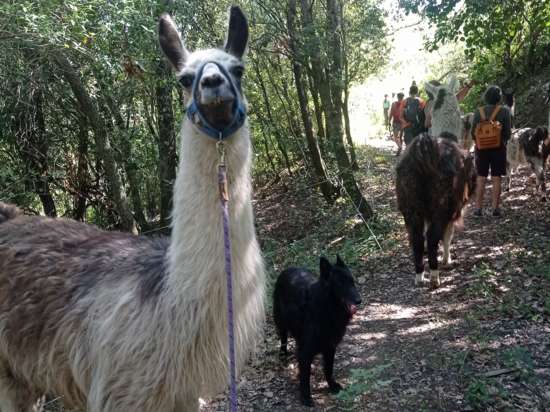 LES LAMAS DU PRAT DE MÙ