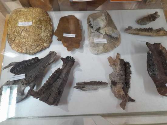 MUSEE FOSSILS