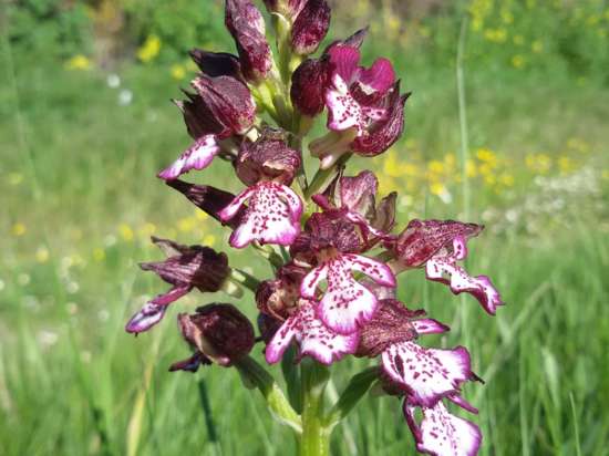 Orchis purpurea