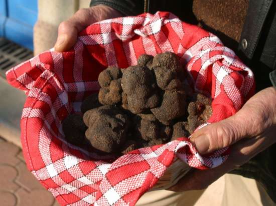 LES AMPÉLOFOLIES DU CABARDÈS - TRUFFE ET VIN