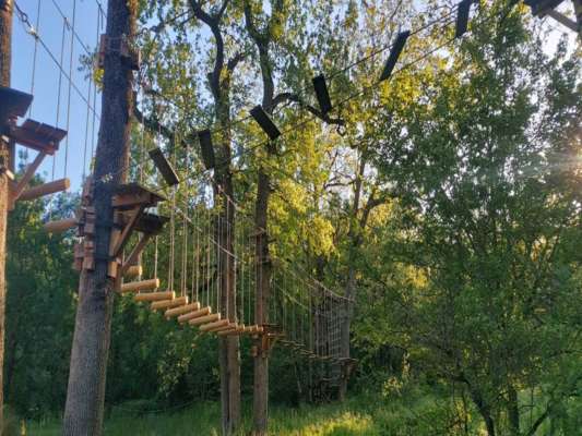 La canopée dentelée