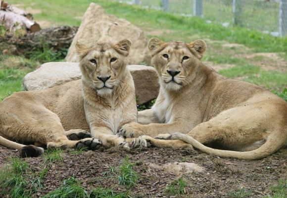 Carte Postale Lionne