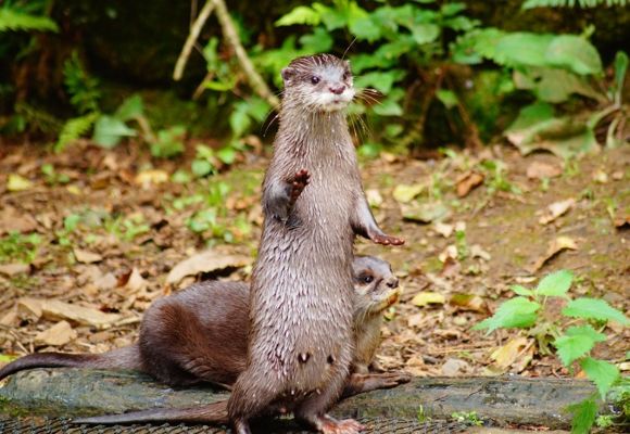 Carte Postale Loutre