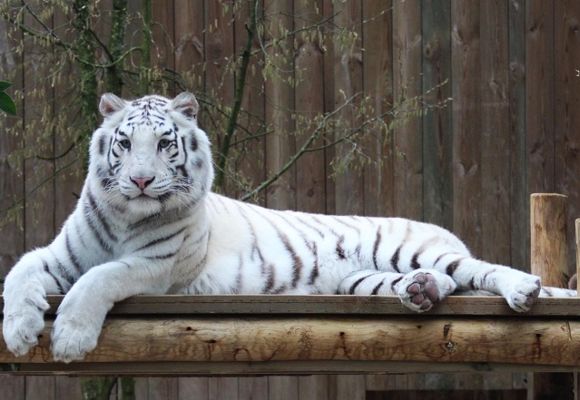 Carte Postale Tigre Blanc n°2 - Modèle 3