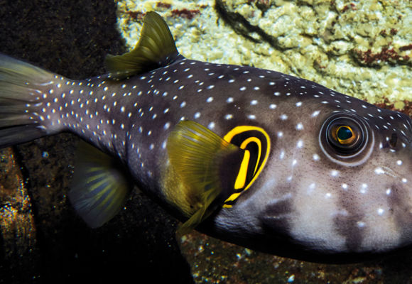 Grand Aquarium Saint Malo