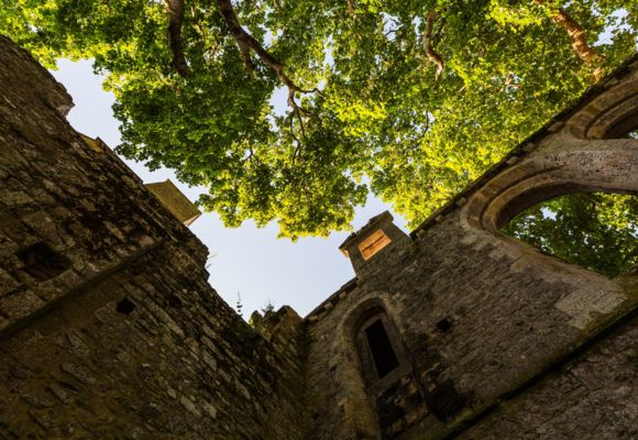 Platanes Réfectoire Beauport (Paimpol-Côtes d'Armor)