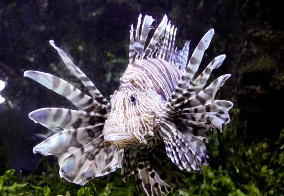 Grand Aquarium de Saint Malo