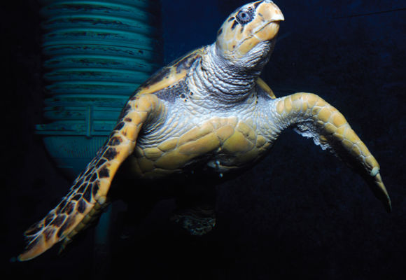 Grand Aquarium de Saint-Malo