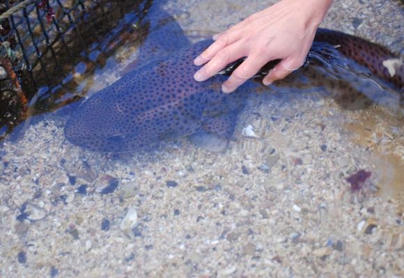 Grand Aquarium de Saint Malo