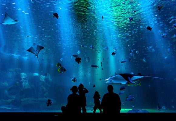 aquarium-brest
