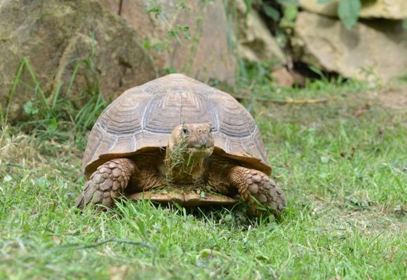 copie_sulcata