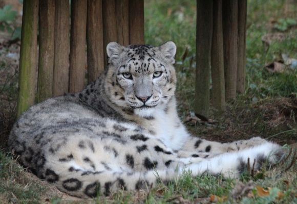 panthères_Tregomeur