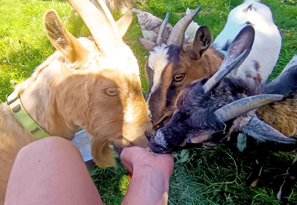 Mini ferme avec chèvres, poules et moutons