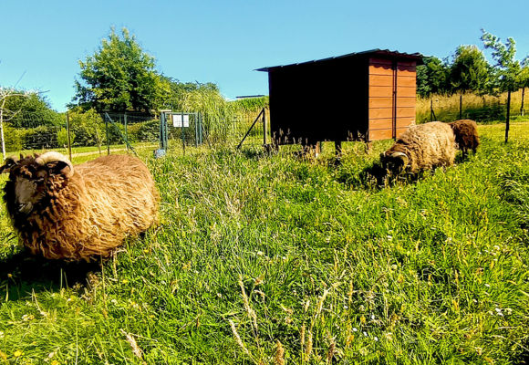 Moutons du glamping