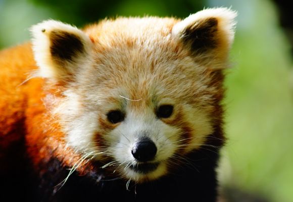 2019-Pandas