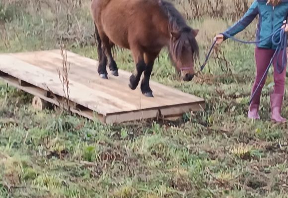 2024_ASC_Equestre_Ferme_Lusenn (11)