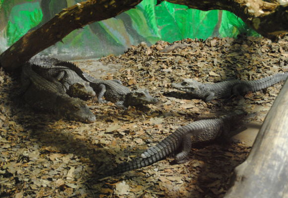Crocos
