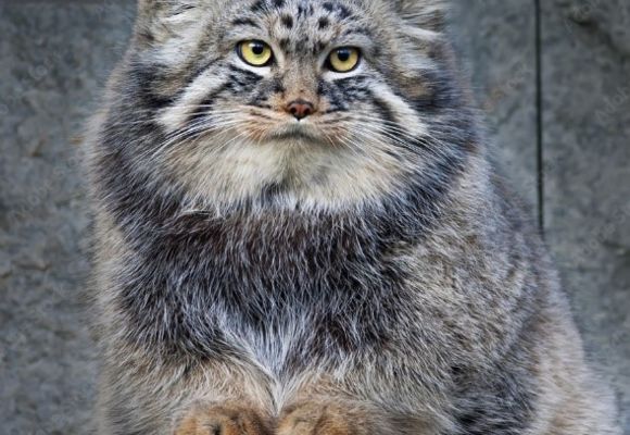 chat de Pallas