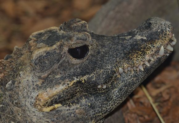 copie_croc
