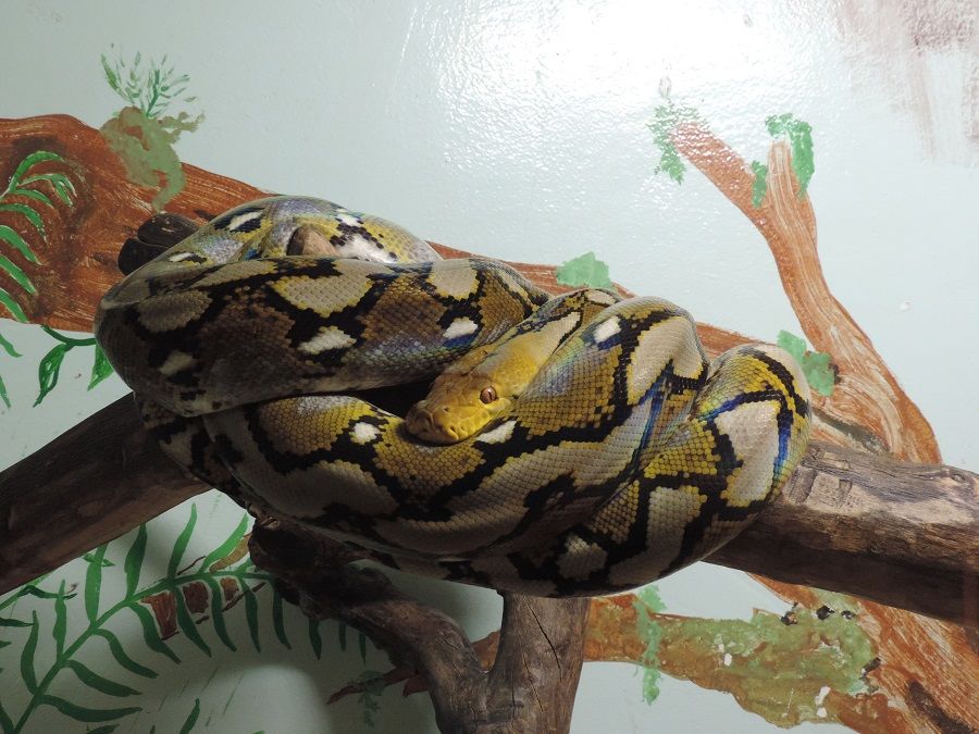 Terrarium de Kerdanet