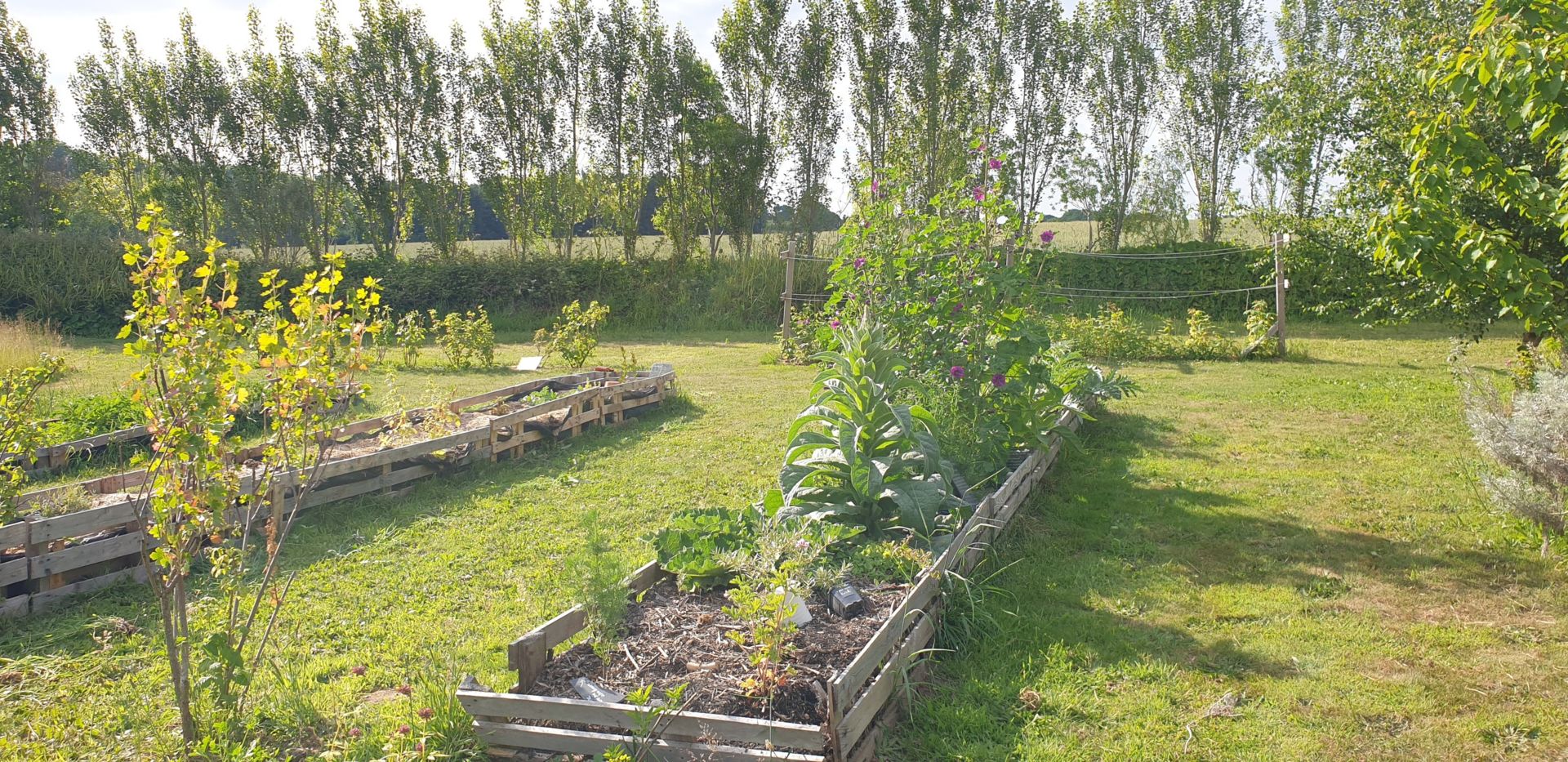 Les simples de nos jardins