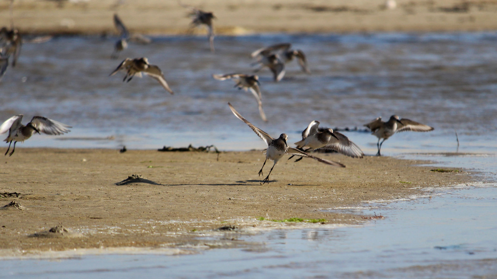 Sortie nature : Découverte des oiseaux côtiers
